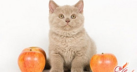 Чем кормить британского котенка: составляем рацион маленького аристократа