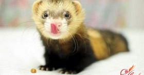 Фретки. Азбука домашнего содержания