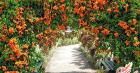 Вьющиеся растения. Особенности роста и ухода