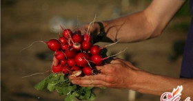 Ранняя редиска: выращивание первых витаминов