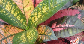 Феерический цветок кротон – уход и содержание