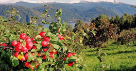 Закладка сада