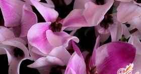 Альпийская фиалка, или европейский цикламен в вашем доме