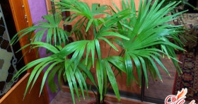 Комнатная пальма – кусочек тропического леса в кадке
