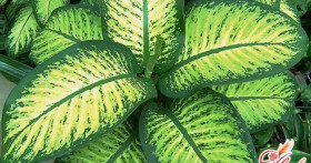 Диффенбахия – уход в домашних условиях по всем правилам