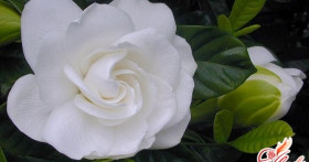 Гардения – уход в домашних условиях. Пособие для цветоводов