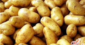 Наш второй хлеб, или как вырастить картофель