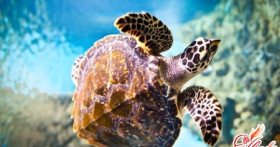 Черепахи водные: уход и содержание рептилий