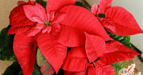 Пуансетия: опадают листья. Как помочь растению?