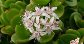 Размножение: долларовое дерево в вашем доме