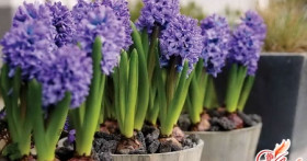 Гиацинт: уход в домашних условиях. Что нужно знать?