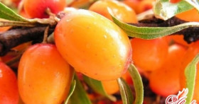 Облепиховое масло и его применение