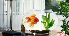 Уход за золотыми рыбками, или Как сказку сделать былью