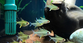 Правила ухода за аквариумом – забота о созданном вами мире