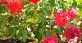 Пересадка комнатной розы