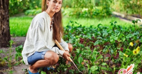 Способы выращивания цветной капусты