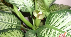 Диффенбахия: размножение, содержание и уход