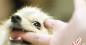 Как отучить щенка кусаться? Азы науки о воспитании собаки