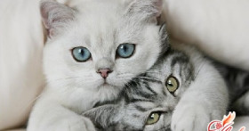 Сколько длится беременность у кошек? Как она протекает?