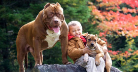 Натуральная пища или сухой корм: что лучше для собак?