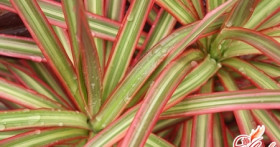 Как вырастить дома «самку дракона»