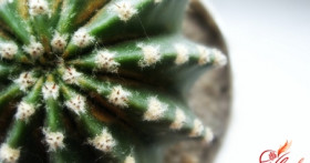 Кактусы и уход за ними: такая колючая нежность