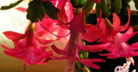 Декабрист – цветок зимних праздников