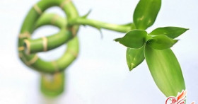 Выращивание и уход – бамбук счастья