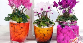 Цикламен: уход в домашних условиях. На заметку цветоводу