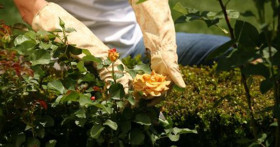 УХОД ЗА МОЛОДЫМ САДОМ