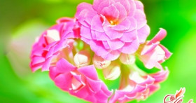 Каланхоэ блоссфельда – выращивание и уход в домашних условиях