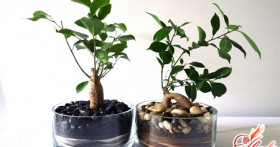 Фикус гинсенг – чудо-дерево в стиле бонсай