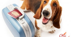 Путешествия с собакой – как подготовиться и не попасть впросак