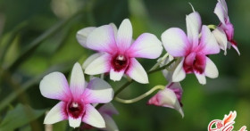 Как пересадить орхидею фаленопсис? Несколько ключевых правил