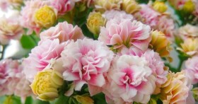 Как правильно вырастить каланхоэ