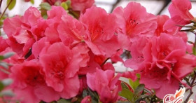 Если хандрит ваша любимица – азалия: опадают листья и бутоны, что делать?