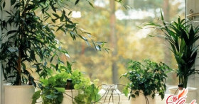 Заботимся о зеленых питомцах: автоматический полив комнатных растений