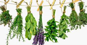 Как избавиться от поноса с помощью трав?