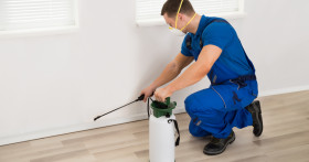 Как избавиться от блох в квартире раз и навсегда