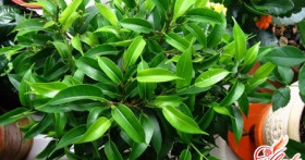 Правильный уход за фикусом бенгальским