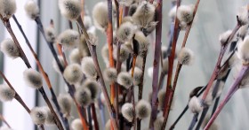 Что можно и нельзя делать в Вербное воскресенье