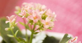 Цветущий каланхоэ – сорта и секреты агротехники