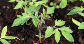 Когда сажать помидоры на рассаду в 2019 году по лунному календарю