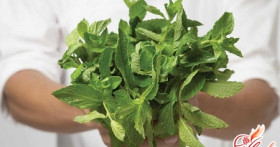 Мята от всех бед: лечимся травами правильно