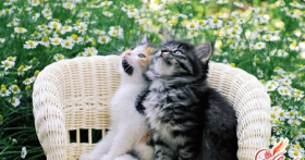 Каким должен быть уход за кошками?