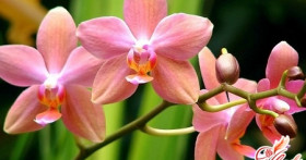 Уроки цветоводства: размножение орхидей в домашних условиях