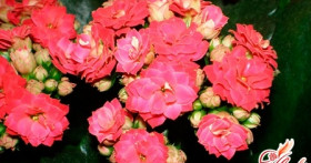 Домашние виды каланхоэ – особенности выращивания