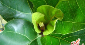 Фикус лировидный – элегантный красавец в вашем доме