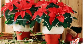 Пуансетия своими руками: выберите способ и творите!