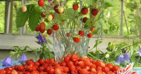 Земляника из семян – это реально!